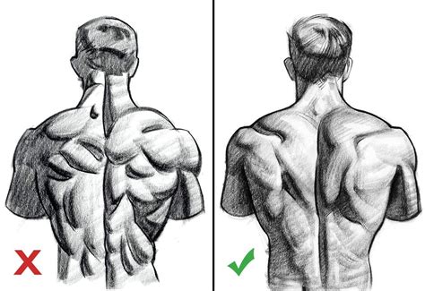 Draw Back Muscles