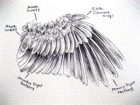 Draw Bird Feathers