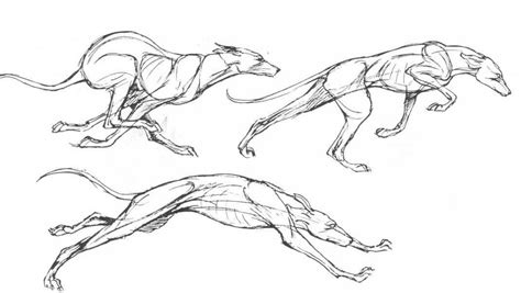 Draw Dog Running