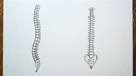 Draw The Diagram Of Backbone How To Draw Human Backbone How To Draw
