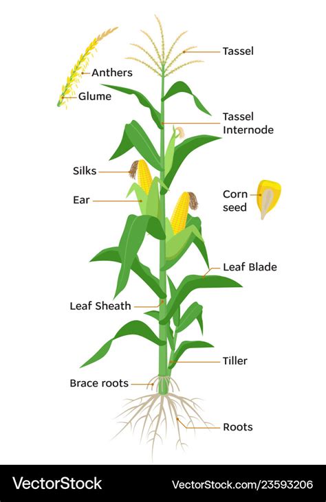 Draw The Diagram Of Maize And Label