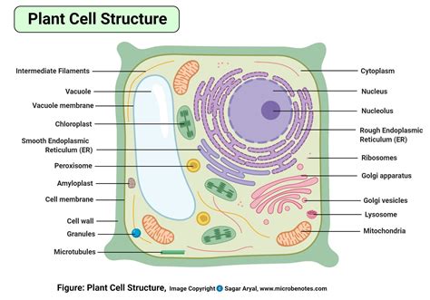 Draw a plant cell and label the parts which a.determines the function