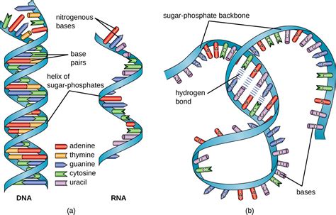 Draw the structure of dna and rna.  Basic Structure of RNA How to draw DNA double helix ...