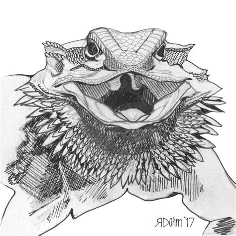 Drawing A Bearded Dragon