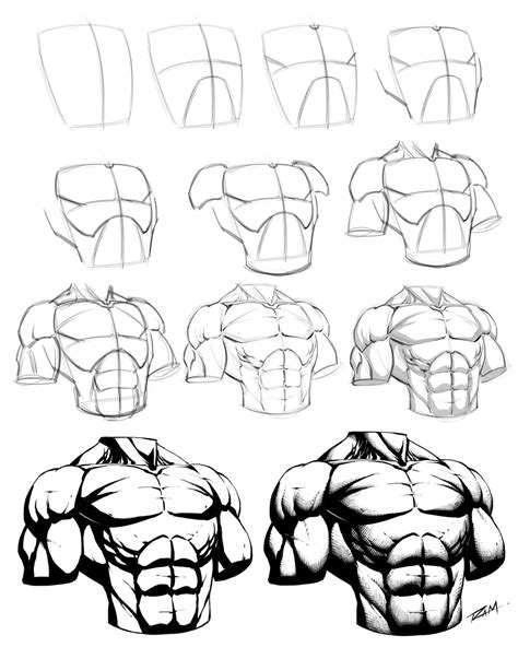 Drawing A Male Torso