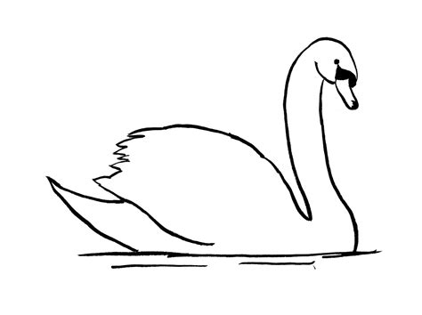 Drawing A Swan
