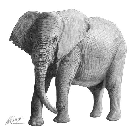 Drawing African Elephan