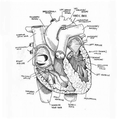 Drawing An Anatomical Hear