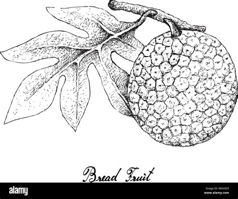 Drawing Breadfruit Tree