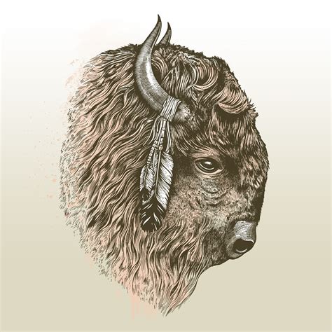 Drawing Buffalo Head