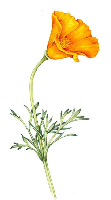 Drawing California Poppy