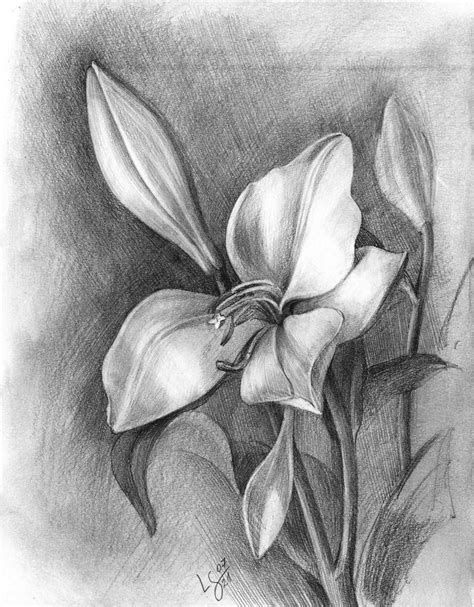 Drawing Flowers in Graphite RESCHEDULED