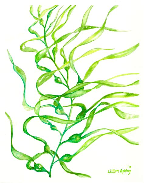 Drawing Kelp