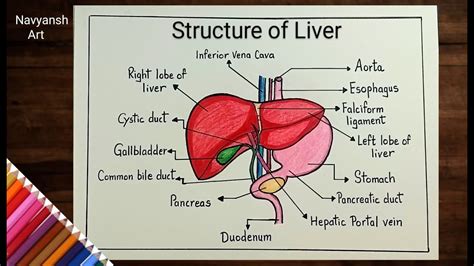 Drawing Liver