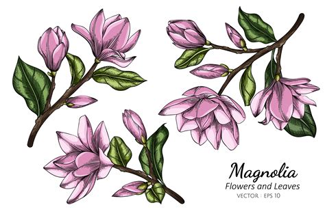Drawing Magnolia