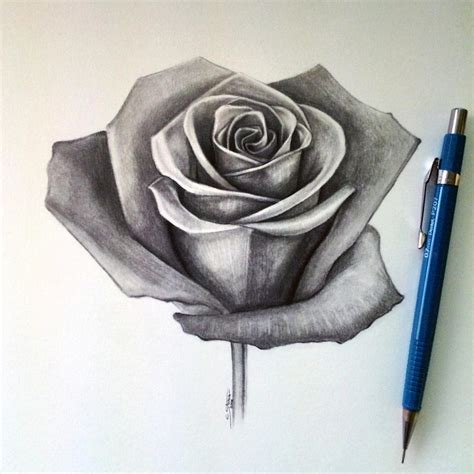 Drawing Of A Rose In Penci
