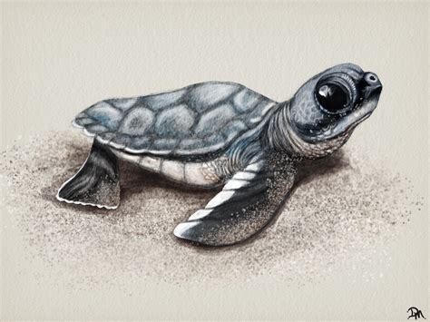 Drawing Of A Sea Turtle