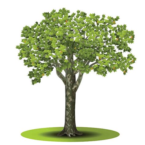 Drawing Of A Sycamore Tree Illustrations, Royalty-Free Vector Graphics