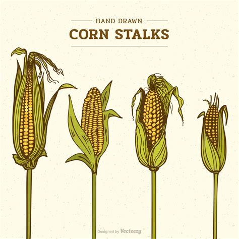 Drawing Of Corn Stalk