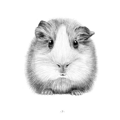 Drawing Of Guinea Pigs