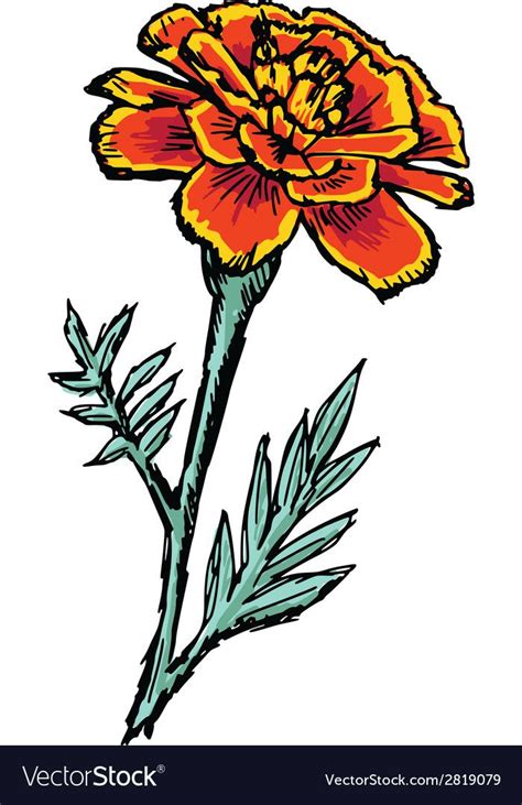 Drawing Of Marigold Flower