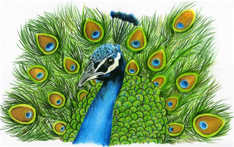 Drawing Of Peacock With Colour