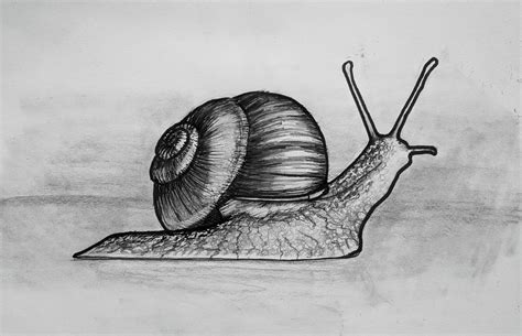 Drawing Of Snai