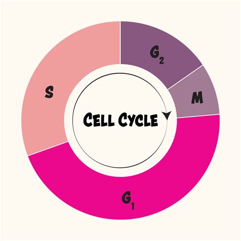Drawing Of The Cell Cycle