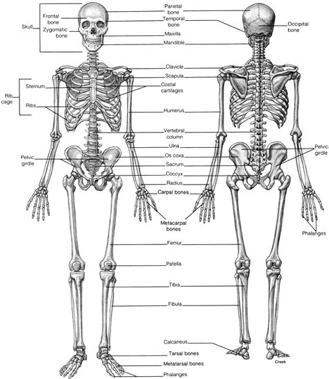Drawing Skeleton Anatomy