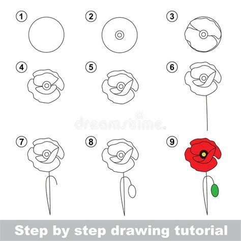 Drawing Tutorial. How To Draw a Poppy Stock Vector Illustration of