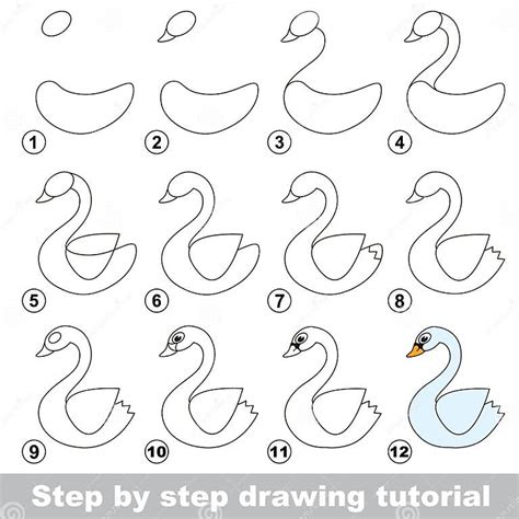 Drawing Tutorial. How To Draw a White Swan Stock Vector Illustration