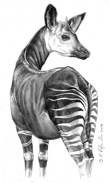 Drawing from experience... Okapi (Okapia johnstoni)