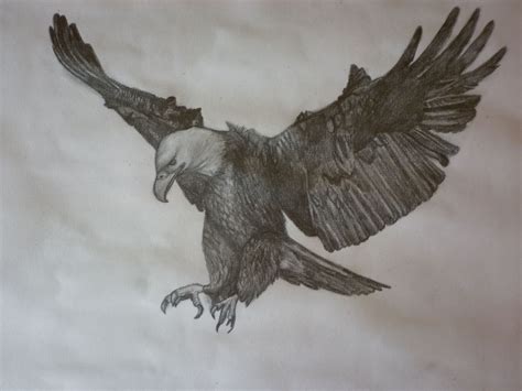 Drawing of eagle in flight using graphite soft pencils. By Chloe