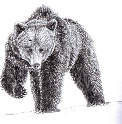 Drawings Of A Black Bear