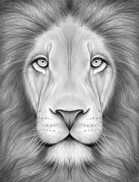 Drawings Of A Lion Head