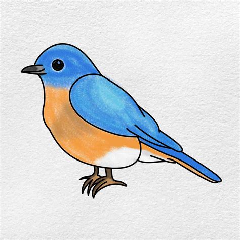 Drawings Of Bluebirds