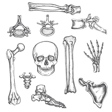 Drawings Of Bones