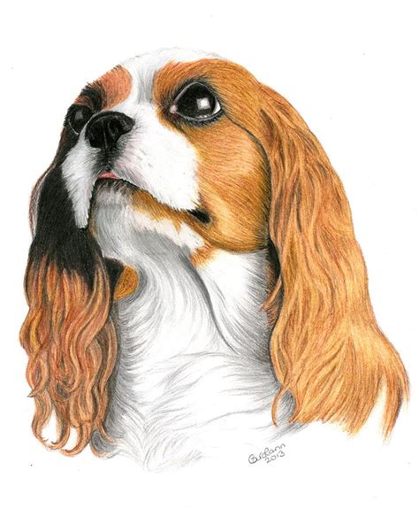 Drawings Of Cavalier King Charles Spanie