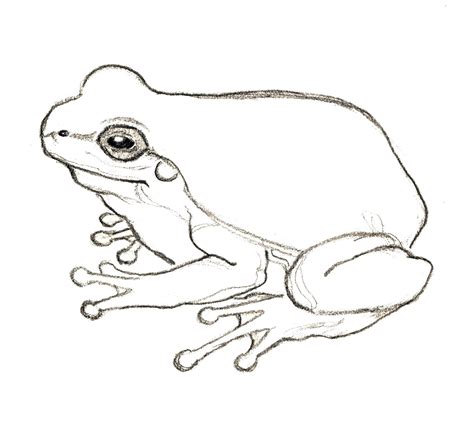 Drawings Of Frogs