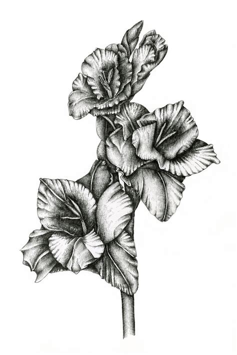 Drawings Of Gladiolus