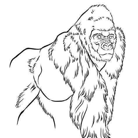 Drawings Of Gorillas