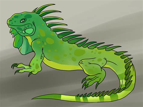 Drawings Of Iguanas