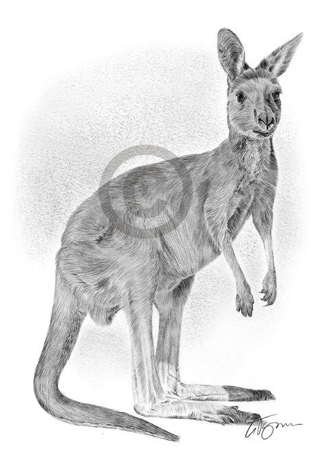 Drawings Of Kangaroos