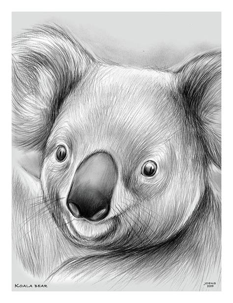 Drawings Of Koalas