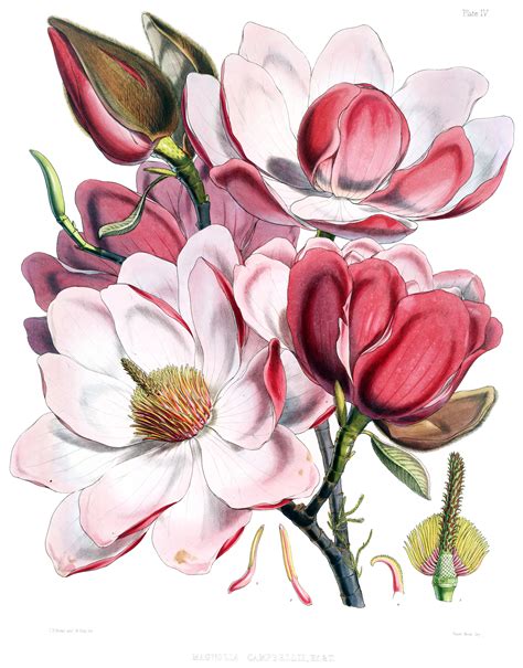 Drawings Of Magnolia Flowers