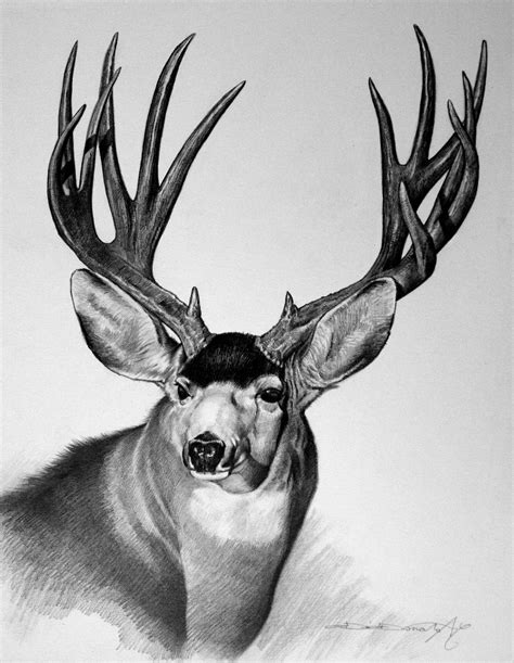 Drawings Of Mule Deer