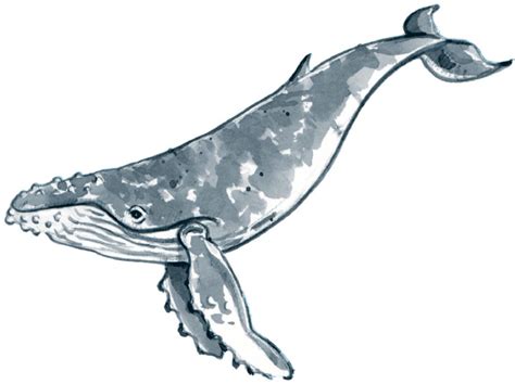 Drawings Of Whales