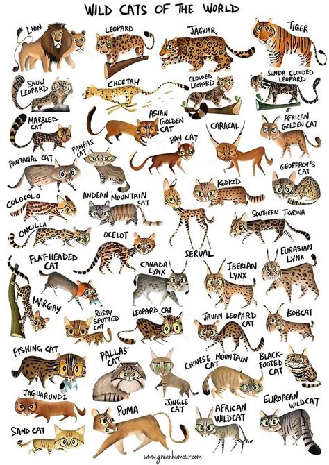 Drawings Of Wild Cats