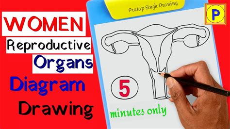 Drawn vaginas. The point of the video was to show the world that all vaginas, much like the women who possess them, are unique and beautiful. However, the exercise of achieving the sketches of the volunteer ... 