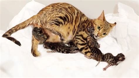 Dream about cat giving birth to kittens - Dreams`opedia